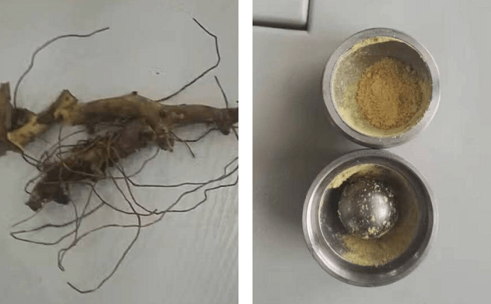 穿山龍黄瓜视频黄片下载前後