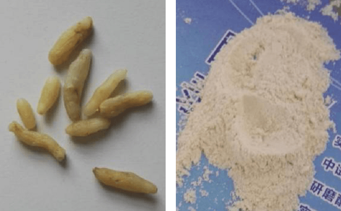 麥冬黄瓜视频黄片下载前後