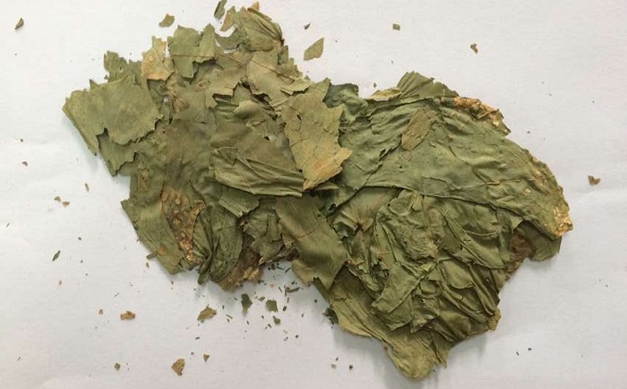 棉花葉黄瓜视频黄片下载